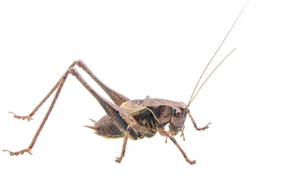Criquet migrateur