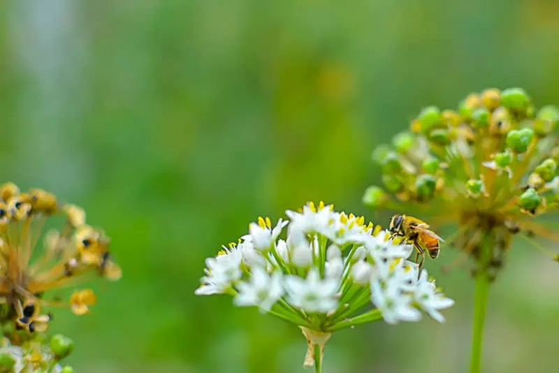 Abeille sur ail des ours - Nutri Green Planet