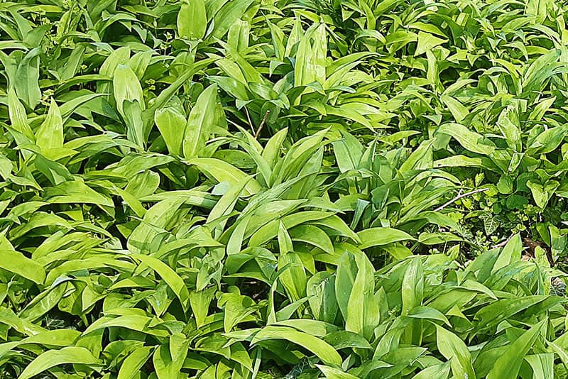 L’ail des ours, l’ail sauvage plante comestible 