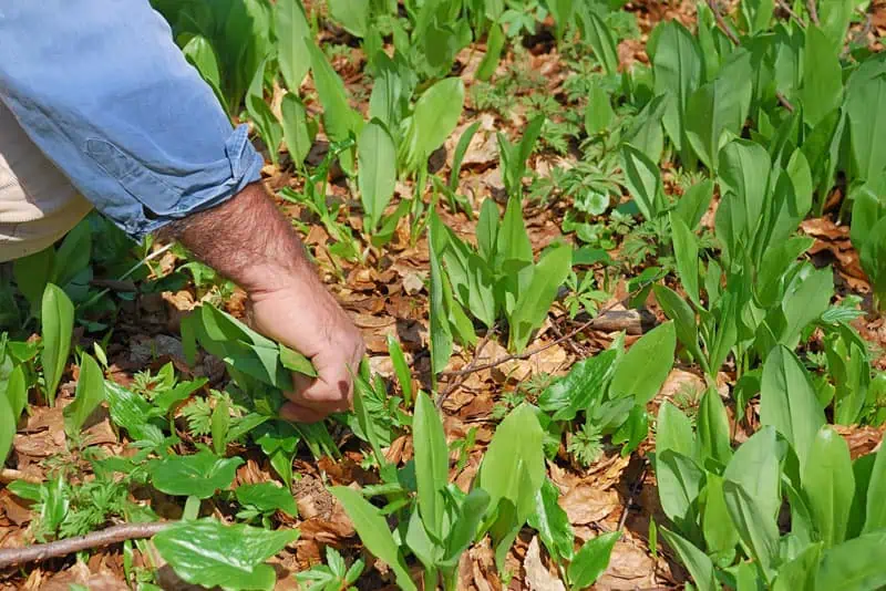 Ail des ours au jardin - Nutri Green Planet