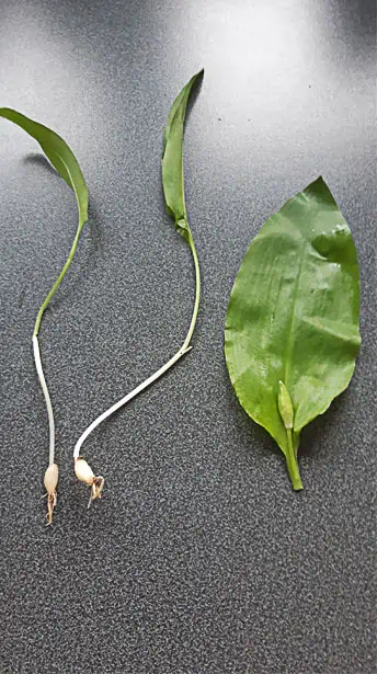 Ail des ours bulbe et feuilles - Nutri Green Planet