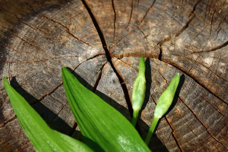Ail des ours sur rondin de bois - Nutri Green Planet