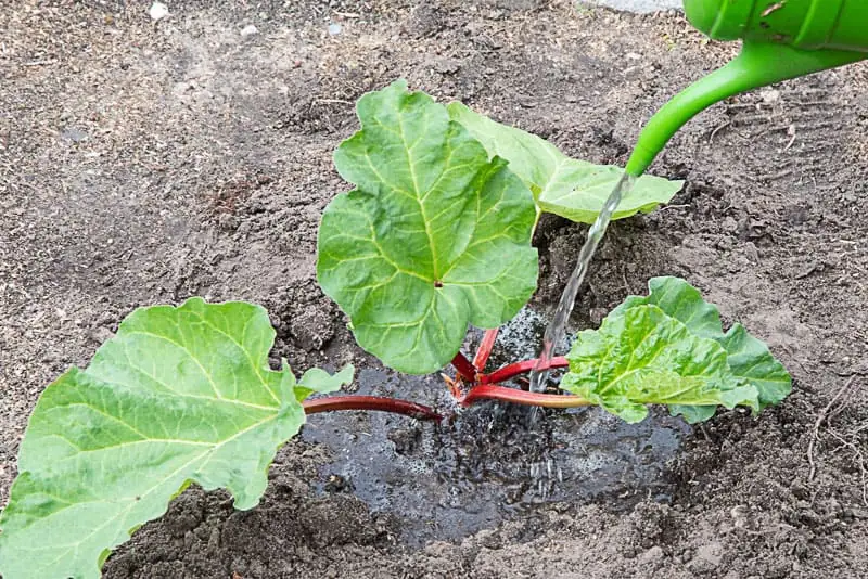 Arrosage-jeune-plant-de-rhubarbe---Nutri-Green-Planet