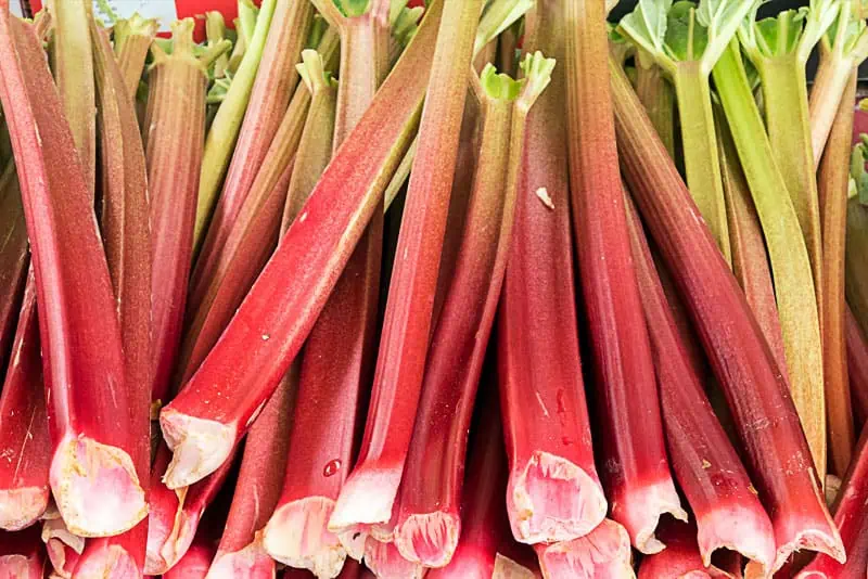 Botte-de-tiges-de-rhubarbe----Nutri-Green-Planet