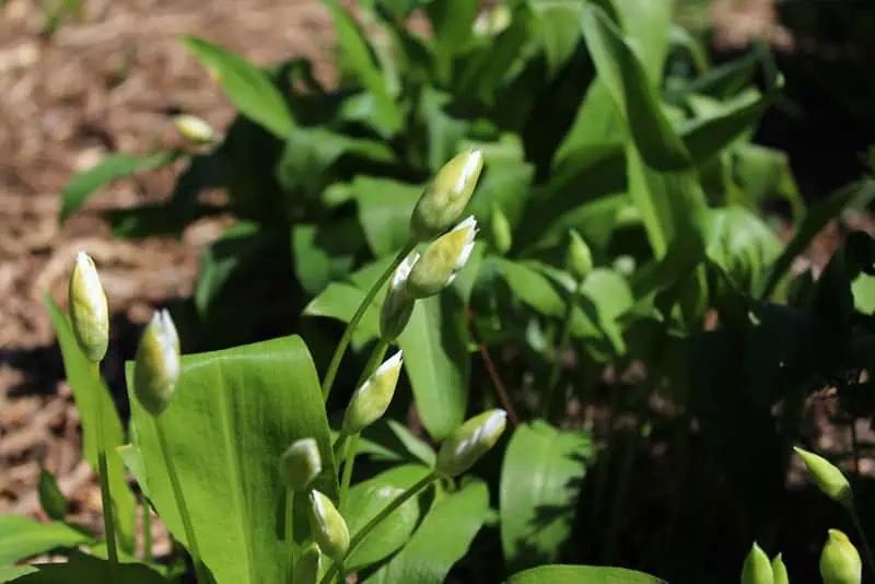 Boutons d'ail des ours - Nutri Green Planet