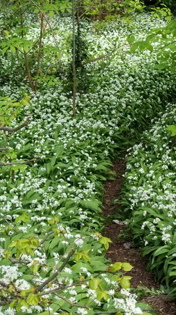 Chemin rempli d'ail des ours en fleur - Nutri Green Planet
