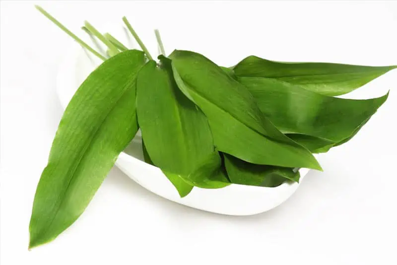 Feuilles d'ail des ours dans un plat - Nutri Green Planet