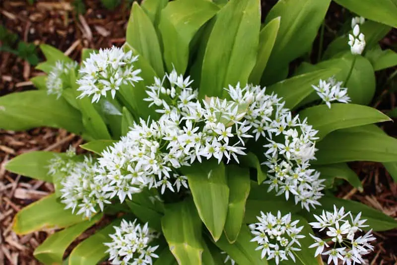 Fleurs d'ail des ours - Nutri Green Planet