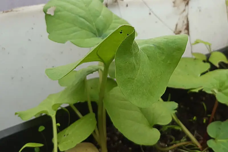Jeune-plant-de-rhubarbe---Nutri-Green-Planet