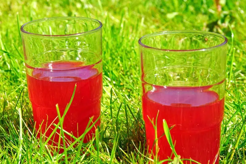 Jus-de-rhubarbe---Nutri-Green-Planet