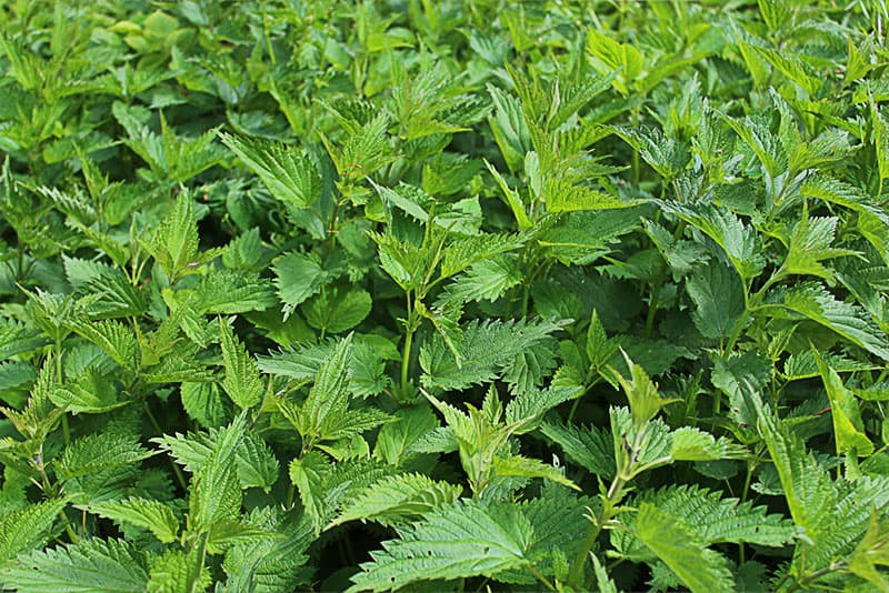 Calmer les piqûres d'orties - Remèdes pour apaiser une piqure d'ortie