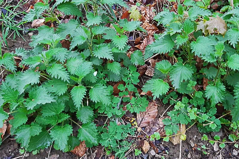 Ortie-piquante-dans-un-bois---Nutri-Green-Planet