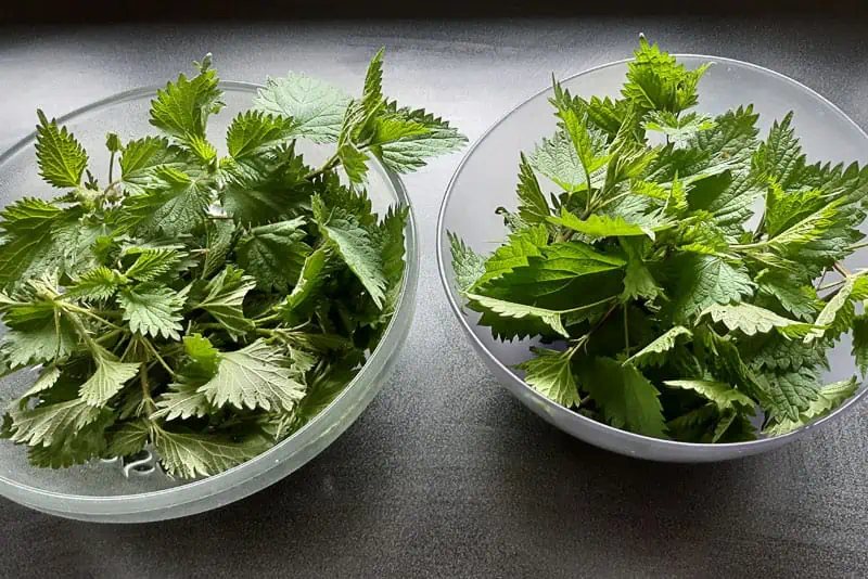 Orties-piquantes-dans-un-plat---Nutri-Green-Planet