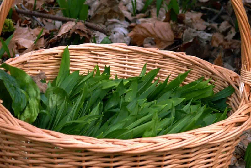 Panier rempli d'ail des ours - Nutri Green Planet