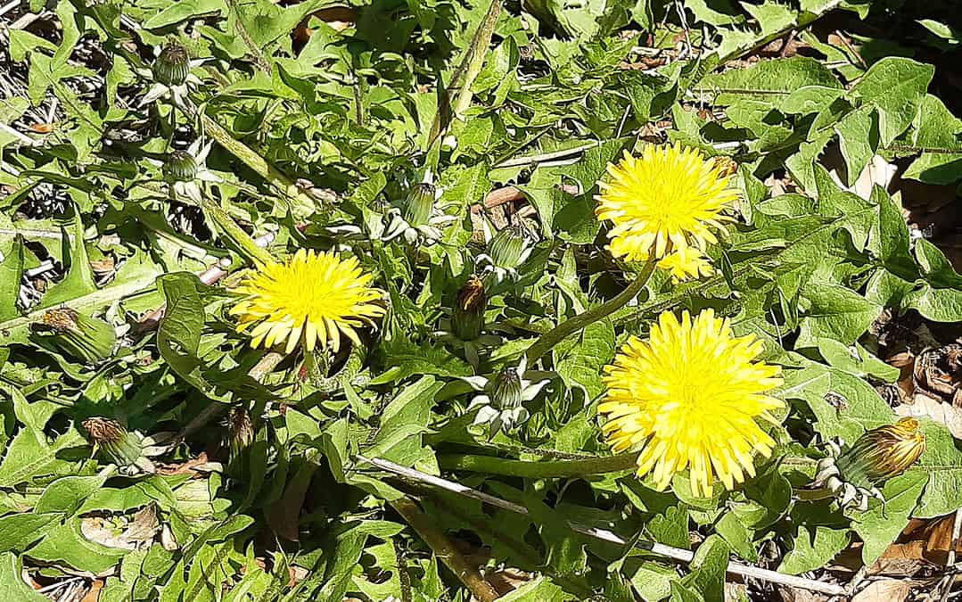 Le pissenlit, plante sauvage comestible