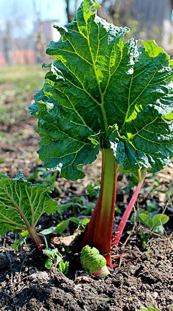 Plant-de-rhubarbe---Nutri-Green-Planet