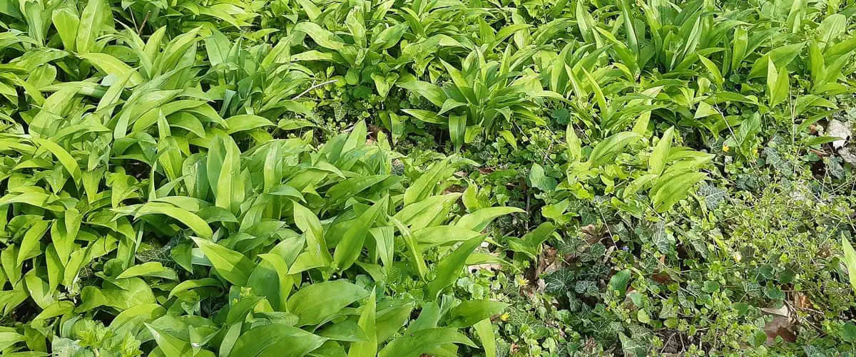 Plantes comestibles - Nutri Green Planet