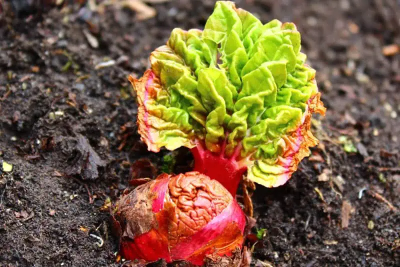 Racine-de-rhubarbe---Nutri-Green-Planet
