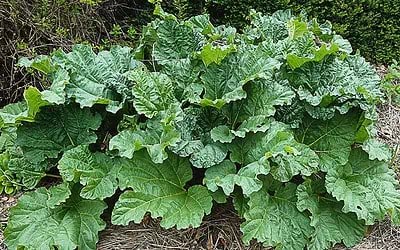 La rhubarbe comestible, ses bienfaits, sa culture et ses recettes
