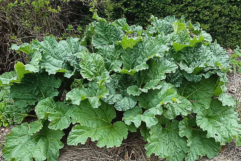 La rhubarbe comestible, ses bienfaits, sa culture et ses recettes