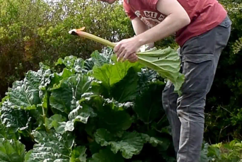 Tiges-de-rhubarbe-avec-feuilles---Nutri-Green-Planet