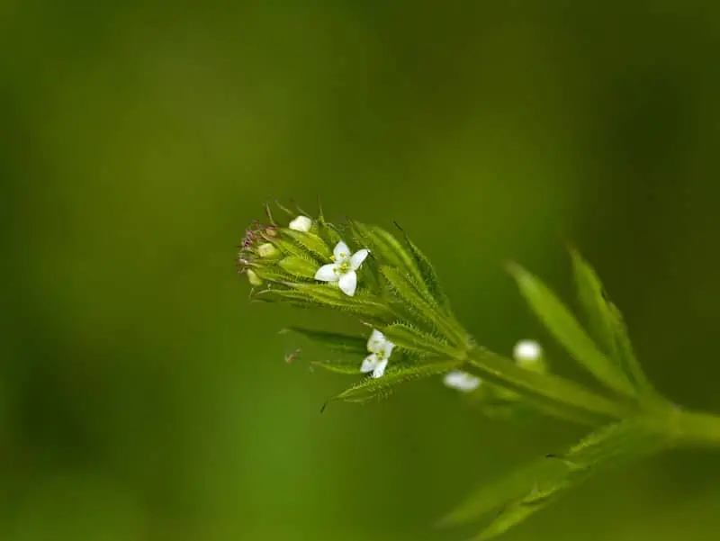 Fleur de gaillet gratteron - Nutri Green Planet