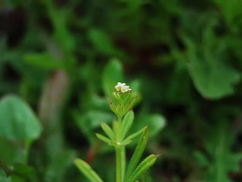 Petite fleur de gaillet gratteron - Nutri Green Planet