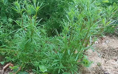 Le gaillet gratteron plante sauvage comestible (galium aparine)
