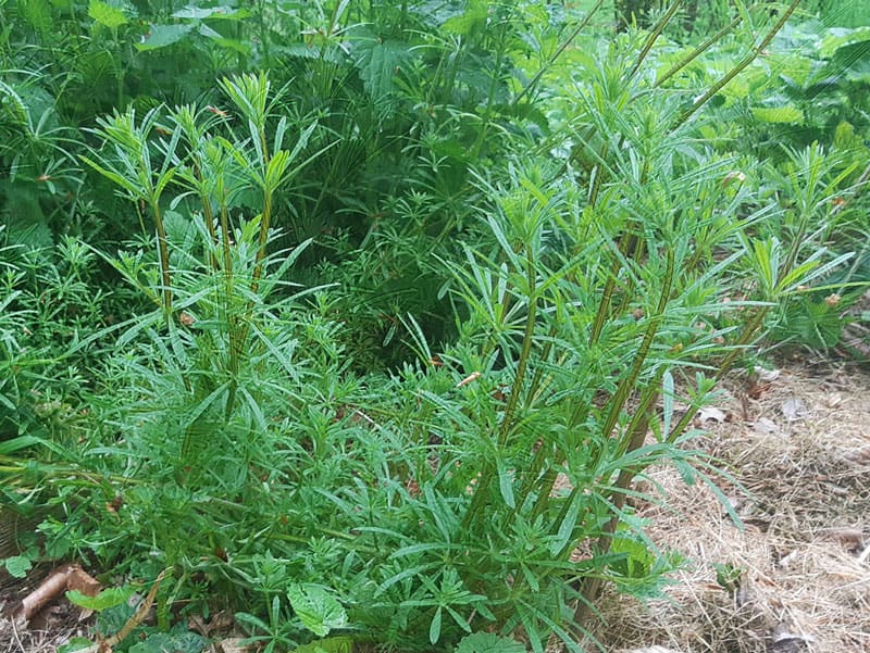 Le gaillet gratteron plante sauvage comestible (galium aparine)