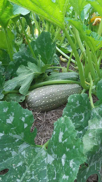 Courgettes - NutriGreenPlanet