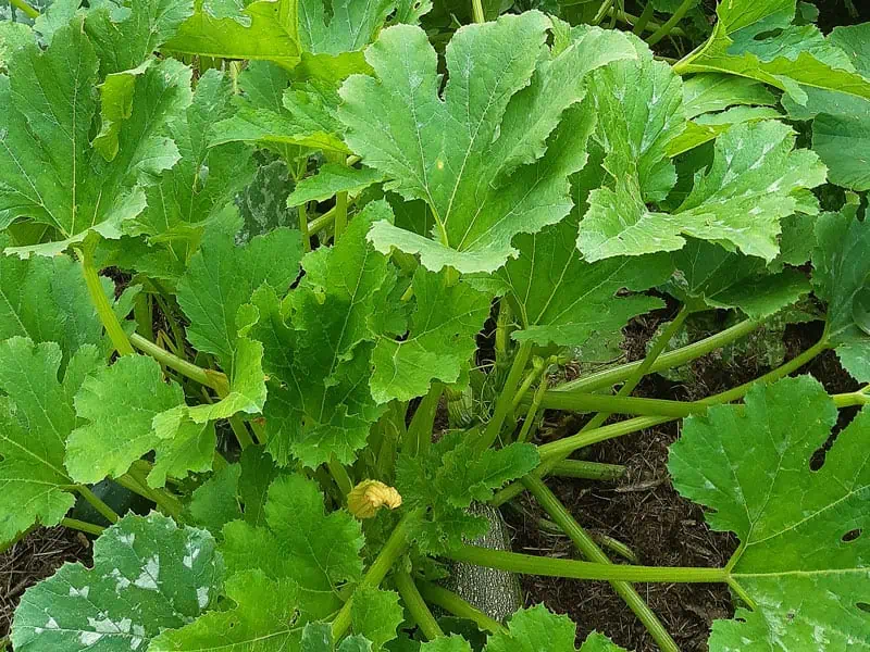 Courgettes-vertes-2---NutriGreenPlanet