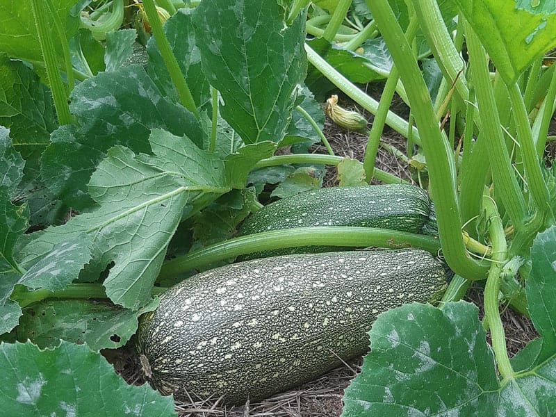 Les courgettes : recettes, bienfaits pour la santé et astuces de culture