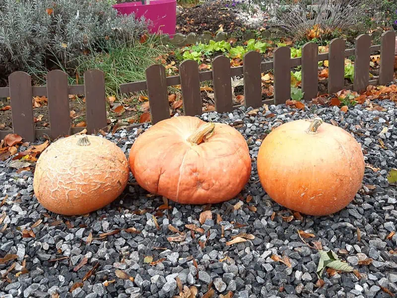 Le potiron : tout ce que vous devez savoir sur ce légume d’automne à ne pas confondre avec la citrouille
