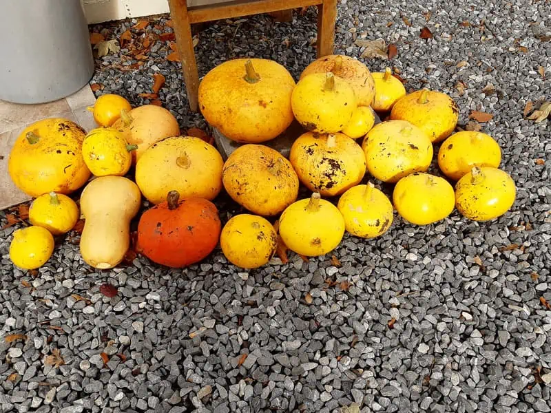 Variétés de potirons - Nutri Green Planet